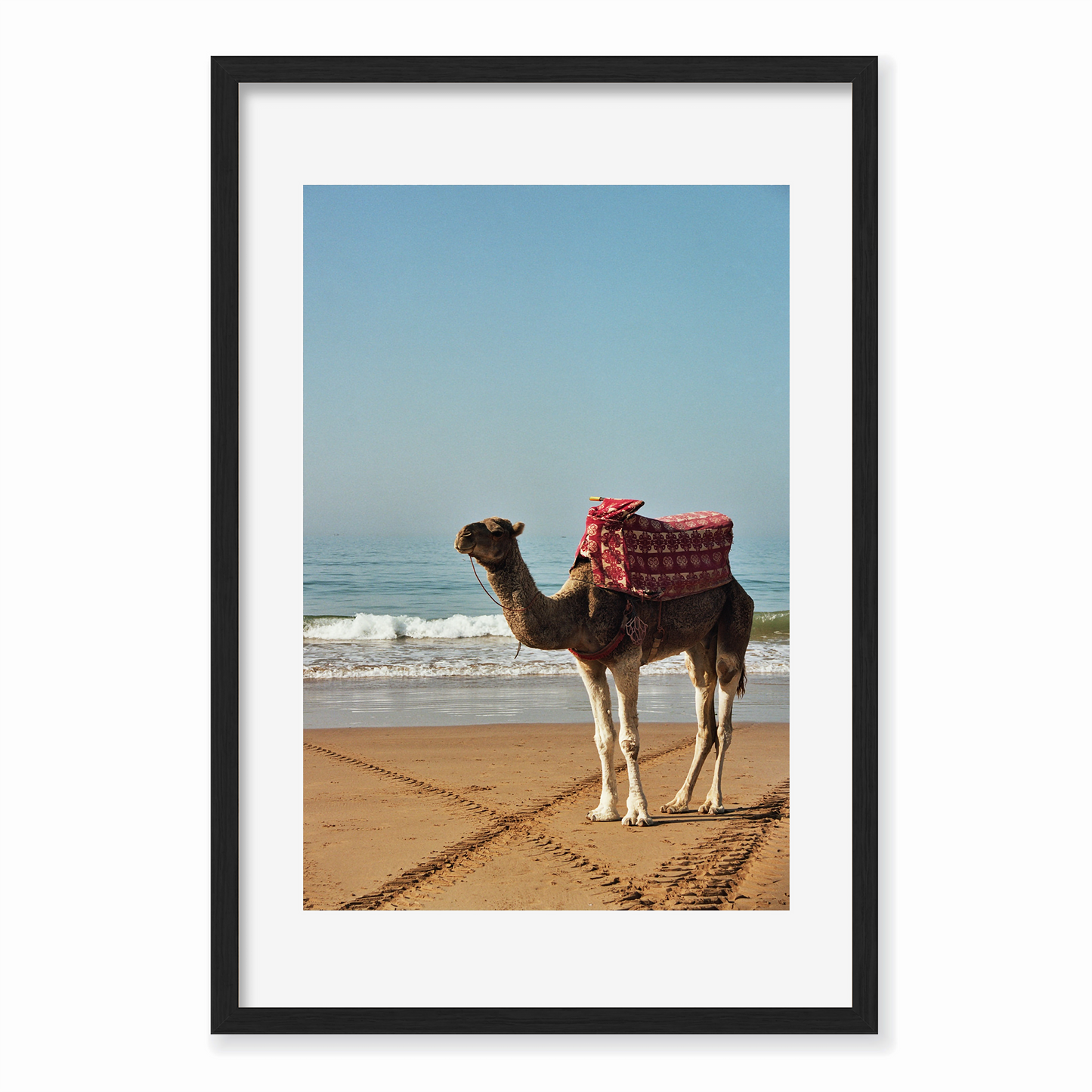 Sun-kissed Camel