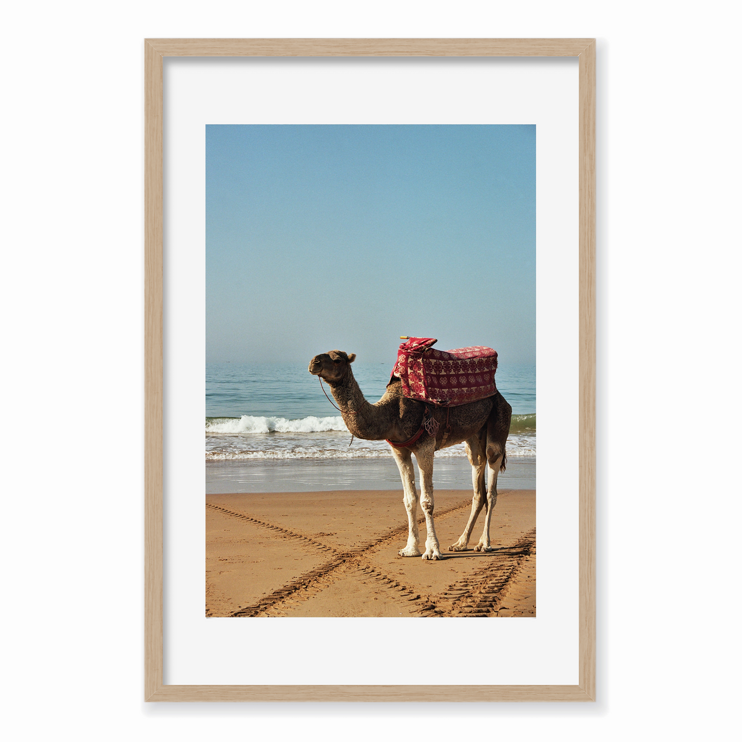 Sun-kissed Camel