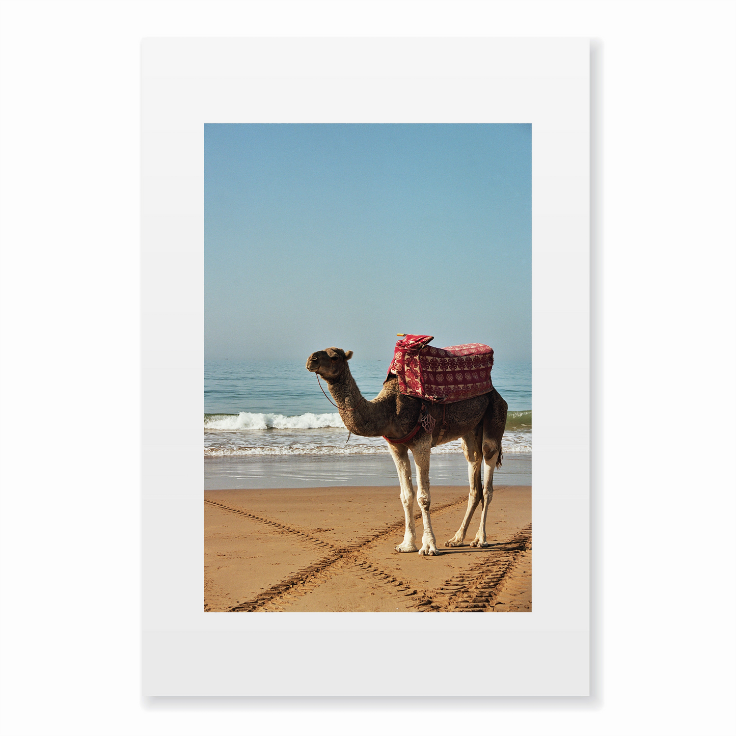 Sun-kissed Camel