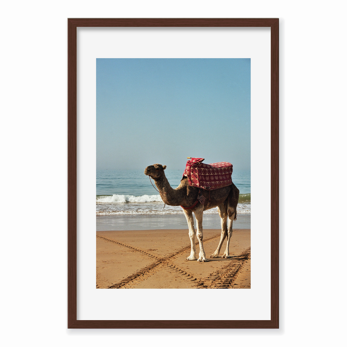 Sun-kissed Camel