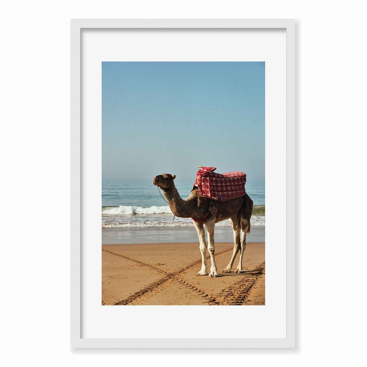 Sun-kissed Camel